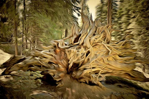 Barbara Snyder Fallen Tree